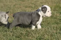 olde girls, a female Olde English Bulldogge for sale in Akron, OH – Photo 9 of 10