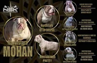 olde girls, a female Olde English Bulldogge for sale in Akron, OH – Photo 10 of 10