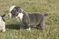 olde girls, a female Olde English Bulldogge for sale in Akron, OH – Photo 6 of 10
