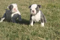 olde girls, a female Olde English Bulldogge for sale in Akron, OH – Photo 8 of 10