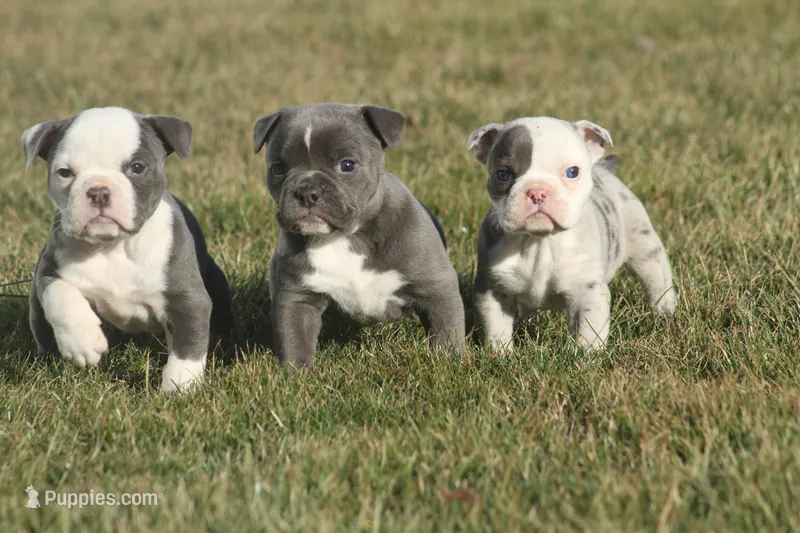 olde girls, a female Olde English Bulldogge for sale in Akron, OH – Photo 1 of 10