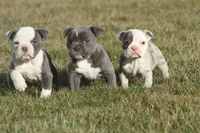 olde girls, a female Olde English Bulldogge for sale in Akron, OH – Photo 1 of 10
