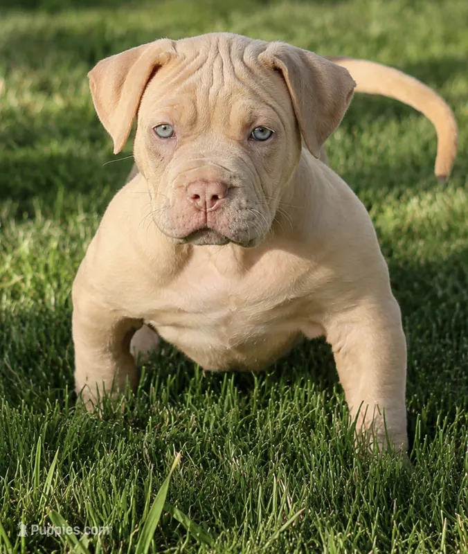 Conan the barbarian ( Merle )  – American Bully puppy for sale in Akron, OH