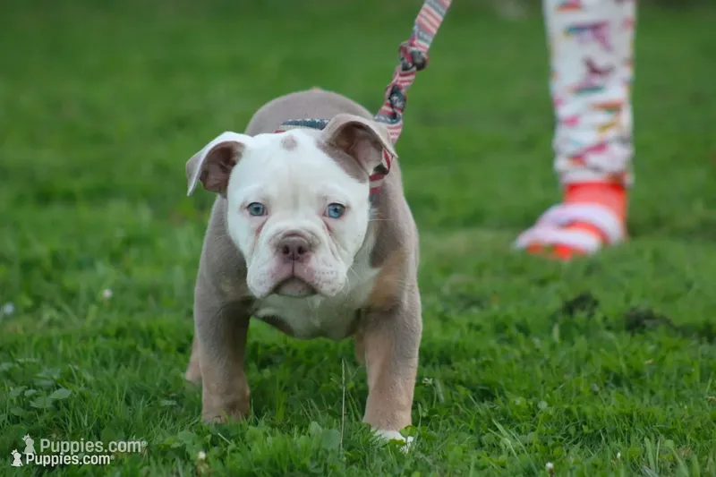 Hoss  – Olde English Bulldogge puppy for sale in Akron, OH