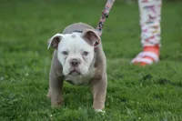 Hoss , a male Olde English Bulldogge for sale in Akron, OH – 2 of 2