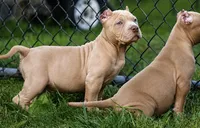 Conan the barbarian ( Merle ) , a male American Bully for sale in Akron, OH – 2 of 6