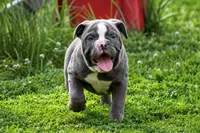 Tessa, a female Olde English Bulldogge for sale in Akron, OH – 4 of 4