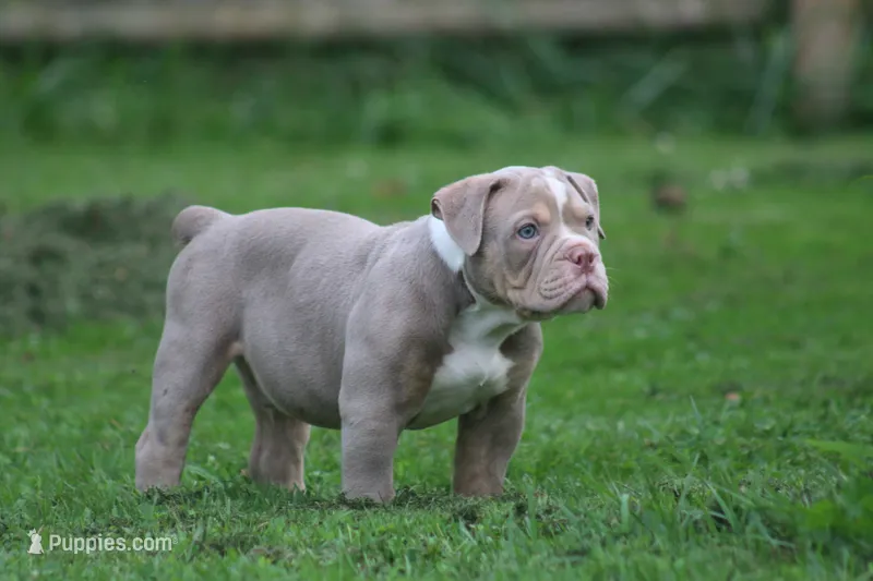 Slick  – Olde English Bulldogge puppy for sale in Akron, OH