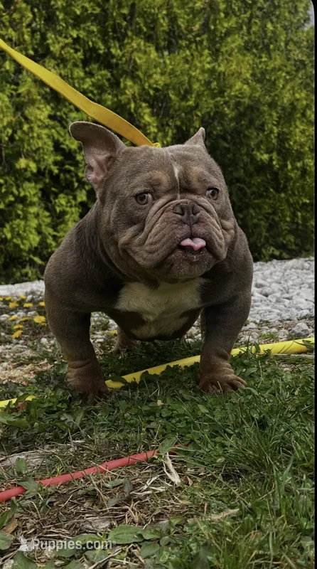 Ms . Exotic  – American Bully puppy for sale in Akron, OH