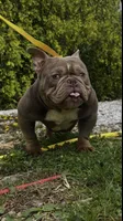 Ms . Exotic , a female American Bully for sale in Akron, OH – 1 of 3