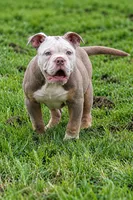 Hoss , a male Olde English Bulldogge for sale in Akron, OH – 3 of 3