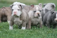 Bella , a female Olde English Bulldogge for sale in Akron, OH – 3 of 4