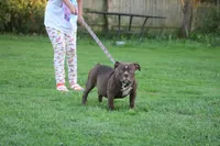 Choclate girl , a female Olde English Bulldogge for sale in Akron, OH – 5 of 7