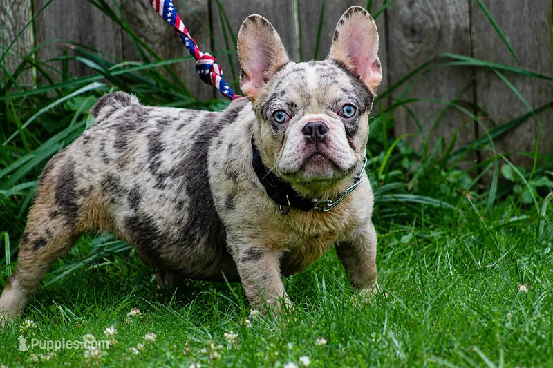Flex – French Bulldog puppy for sale in Akron, OH