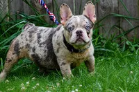 Flex, a male French Bulldog for sale in Akron, OH – 1 of 2