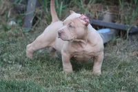 Conan the barbarian ( Merle ) , a male American Bully for sale in Akron, OH – 5 of 6