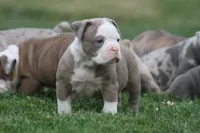 Bella , a female Olde English Bulldogge for sale in Akron, OH – 2 of 4