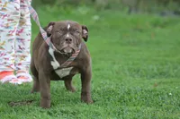 Choclate girl , a female Olde English Bulldogge for sale in Akron, OH – 2 of 7