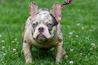 Flex, a male French Bulldog for sale in Akron, OH – 2 of 2