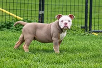Hoss , a male Olde English Bulldogge for sale in Akron, OH – 2 of 3