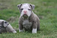 Bella , a female Olde English Bulldogge for sale in Akron, OH – 4 of 4