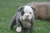 Pretty , a female Olde English Bulldogge for sale in Akron, OH – 1 of 3