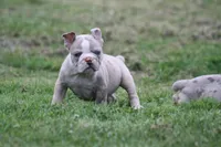 Baby bull , a male Olde English Bulldogge for sale in Akron, OH – 4 of 4