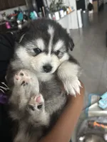 processed/55e82a84-396a-4fb9-9e59-6b2c69755a21/listing/869406f2-2685-4966-822d-ae5dd636b317/4336691f-526c-4a6f-9f8d-e3f89e3bb663