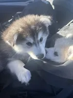 processed/55e82a84-396a-4fb9-9e59-6b2c69755a21/listing/869406f2-2685-4966-822d-ae5dd636b317/84ff8342-269f-48bc-b200-0cd1519504ba