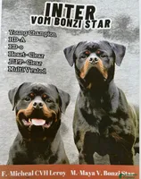 Babs, a female Rottweiler for sale in Cleveland, OH – 4 of 4