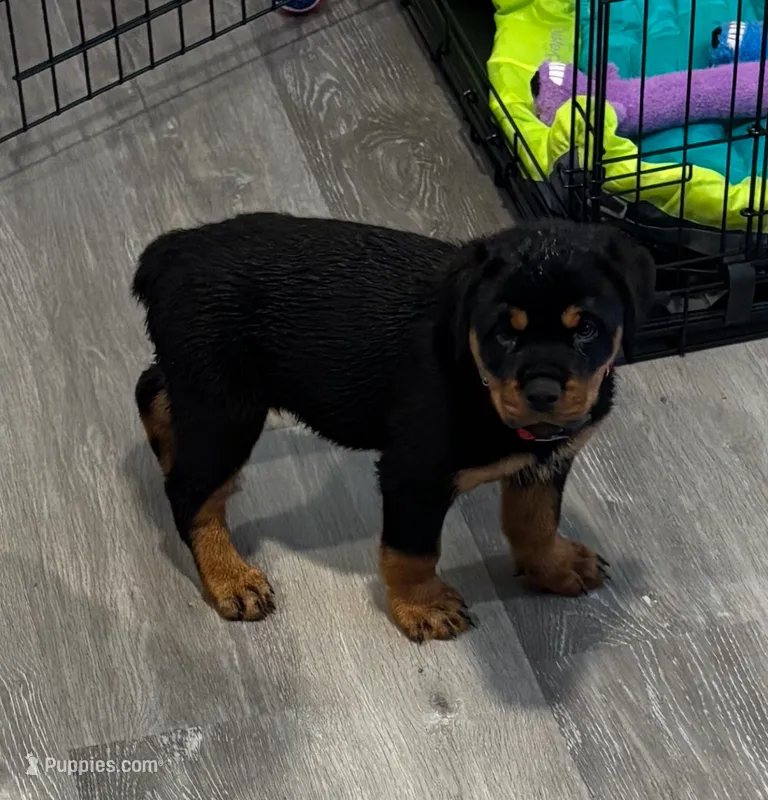 Babs – Rottweiler puppy for sale in Cleveland, OH