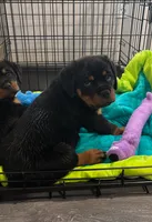 Babs, a female Rottweiler for sale in Cleveland, OH – 2 of 4