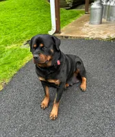 Babs, a female Rottweiler for sale in Cleveland, OH – 3 of 4