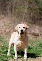 processed/55ed1fe0-7f24-4d6c-a6fb-72efcf22ed3c/listing/4ced70bc-2b42-458b-abe8-30eec548e6ca/56e93f66-f2ef-43a5-b2cf-70b94add69fe