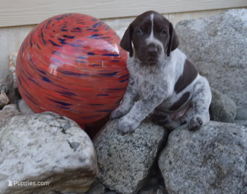 Puppy One  – German Shorthaired Pointer puppy for sale in Onalaska, WA