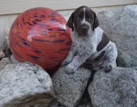 Puppy One , a male German Shorthaired Pointer for sale in Onalaska, WA – 1 of 1