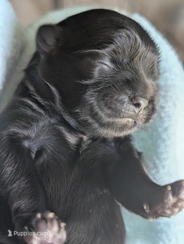 Dolly – Shih Tzu puppy for sale in Claxton, GA
