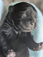 Dolly, a female Shih Tzu for sale in Claxton, GA – 1 of 4