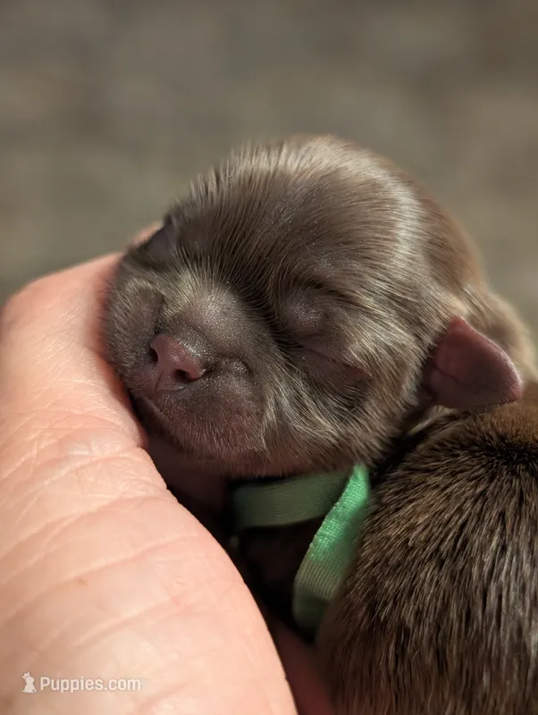 Walker – Shih Tzu puppy for sale in Claxton, GA