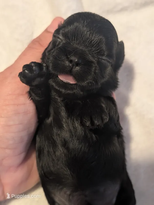 Coal – Shih Tzu puppy for sale in Claxton, GA