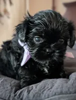 Jet, a male Shih Tzu for sale in Claxton, GA – 7 of 7