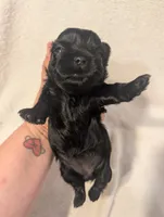 Raven, a female Shih Tzu for sale in Claxton, GA – 2 of 4