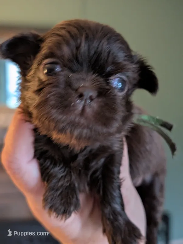 Walker – Shih Tzu puppy for sale in Claxton, GA