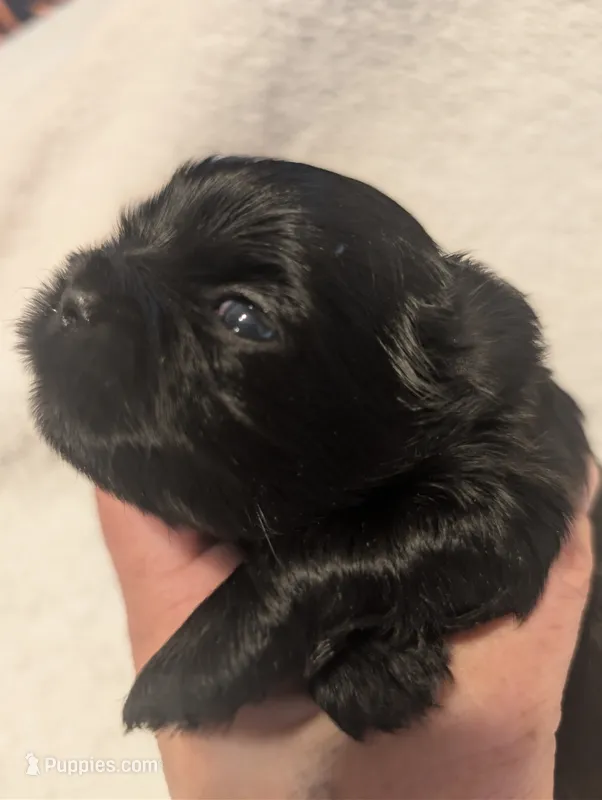 Raven – Shih Tzu puppy for sale in Claxton, GA
