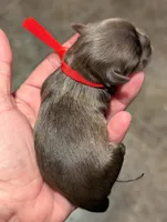Jolene, a female Shih Tzu for sale in Claxton, GA – 2 of 3