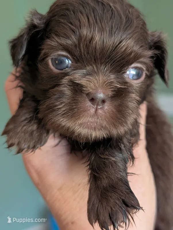 Chesney – Shih Tzu puppy for sale in Claxton, GA