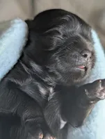Dolly, a female Shih Tzu for sale in Claxton, GA – 4 of 4