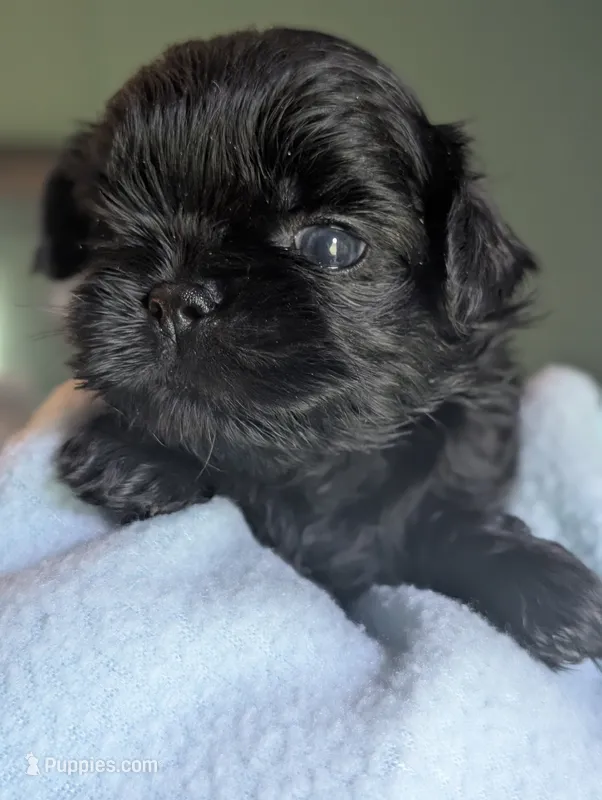 Onyx  – Shih Tzu puppy for sale in Claxton, GA