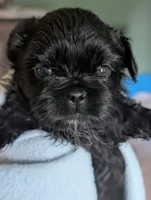 Jet, a male Shih Tzu for sale in Claxton, GA – 2 of 4