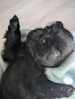 Coal, a male Shih Tzu for sale in Claxton, GA – 5 of 7